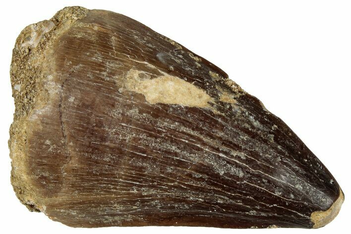 Fossil Mosasaur (Prognathodon) Tooth - Morocco #322658